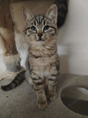 siribirische-Waldkatze-Britisch-kurzhaar