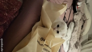 Kitten suchen neues Zuhause