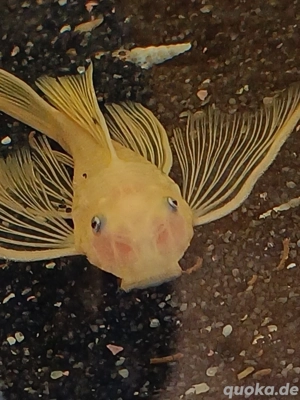 L 144 Longfin , blaue Augen