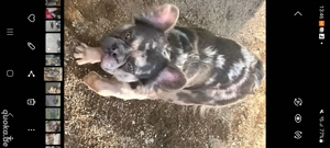 französische Bulldogge 