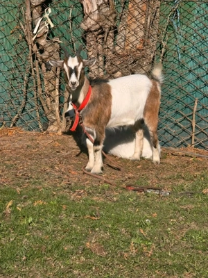 Verkaufe eine zwergziege 10 Monate alt