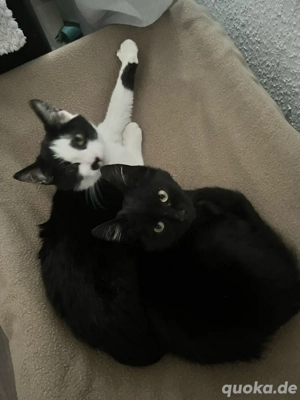 schwarzer kater sucht noch neues zuhause