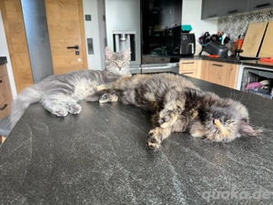 Suche Spielgefährten für Simba (Kater)