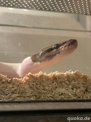 Piedbald Königspython