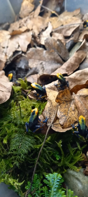 Dentrobates Tinct. Tumucumaque  