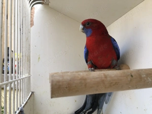 Penanntsittich HENNE