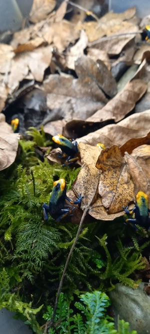 Dentrobaten Tinctorius Tumucumaque 