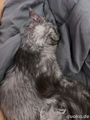 maine coon sucht neuer family