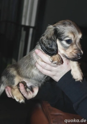 Registrierte Zwergdackel