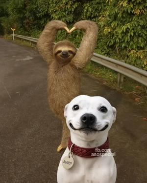 Suche Welpe Junghund 