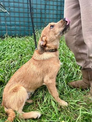 *PANCHO* - der Süße ist bereits in Deutschland auf Pflegestelle. Besuchen Sie ihn doch einfach mal!