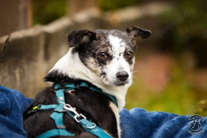 Yori 40 cm   die Entdeckerin [auf Pflegestelle in 50189 Elsdorf]