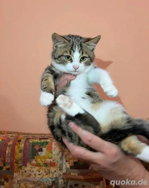 Manul Liebes Kätzchen sucht ein Zuhause