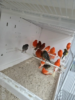 Kanarienvögel zu verkaufen 