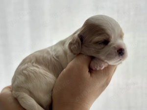 Gesunde kleine Cavamalt Babys suchen liebevolles Zuhause  