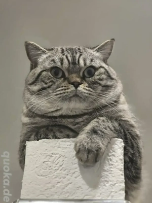 BKH Deckkater (KEIN Verkauf!)