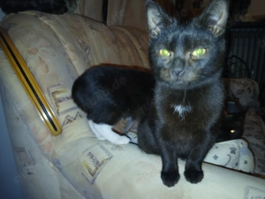 Siam ekh Mix Kater kastriert 