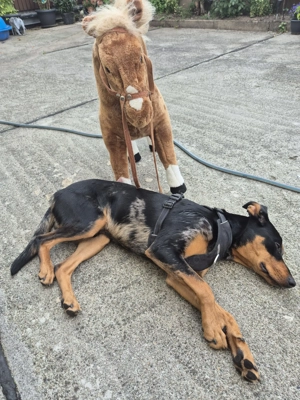 Buddy sucht ein neues Zuhause 