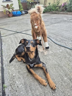 Buddy sucht ein neues Zuhause 