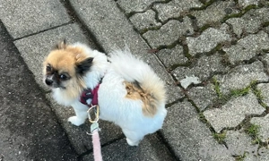    Zwei liebe Zwergspitze suchen ein ruhiges, liebevolles Zuhause   