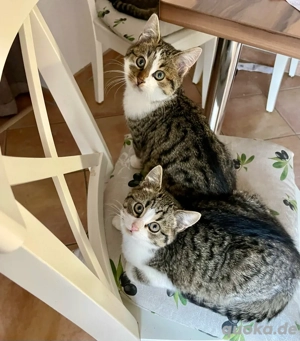 Kater & Katze (3 Monate) suchen ein Zuhause