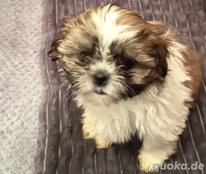 Welpen reinrassige shih tzu 