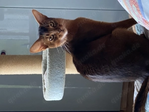 Traumhaftes  Katerchen 