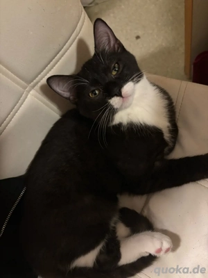 Britisch Kurzhaar Perser Mix, 3 Kater   14 Wochen alt