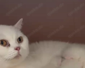    3,5-jährige Katze sucht dringend ein ruhiges Zuhause  