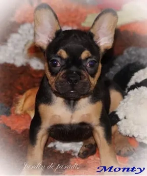 Französische Bulldoggen Welpen Rüden von komplett ausgewerteten Elterntieren