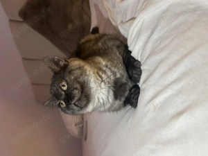 Kater zu verkaufen Bkh perser