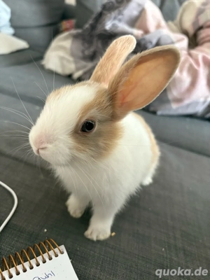 junge Zwergkaninchen 