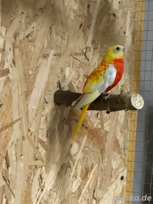 Schönsittich Henne in Rot von 2025 