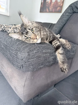 super verschmuster xl maine coon kater 