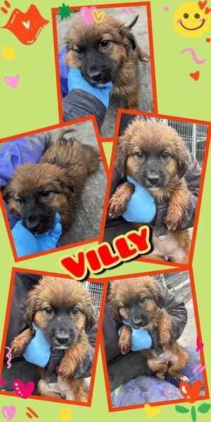 Süße Villy- bald auf Pflegestelle !