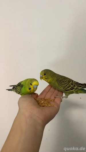 nehme Wellensittiche und andere vögel auf.