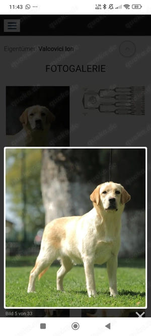 Labrador Hündin (reinrassig) abzugeben