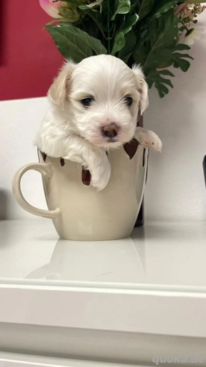 Malteser-Havaneser Mixwelpen