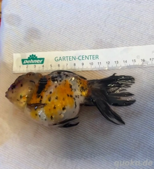 14 Luxus-Goldfische Oranda, Black Moor, Schleierschwanz