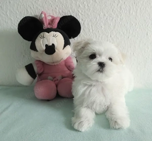 bezaubernde kleine Malteser - Welpen