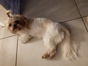 Shih Tzu-Hündin