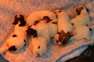 Typische Jack-Russell-Terrier