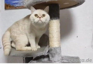 BKH - Perser Katzen in Creme  (Mädchen)