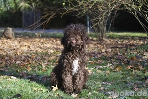 Lagotto Romagnolo