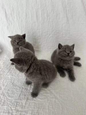 BKH Kitten reinrassig, geimpft & entwurmt abgabebereit