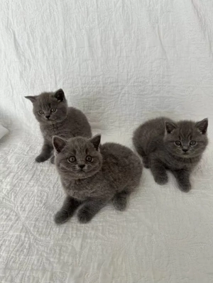 Wunderschöne Britisch Kurzhaar Kitten suchen ein liebevolles Zuhause!