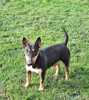 Miniatur-Bullterrier Dame (Kastriert)