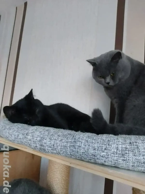 Süßes BKH-Mischlingskaterchen sucht ein liebevolles Zuhause