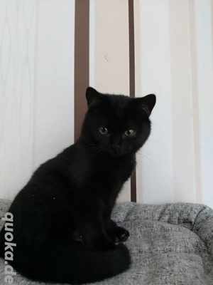 Süße BKH-Mischlingskätzchen suchen liebevolles Zuhause