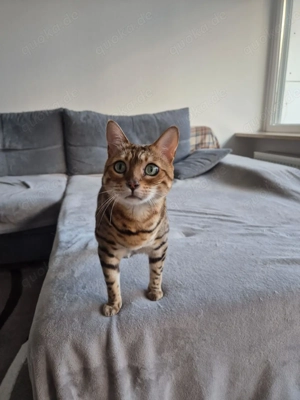 Zwei Bengal Geschwister 